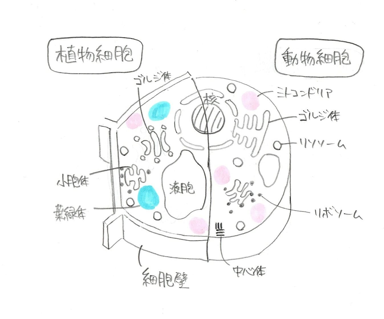 生物・生物基礎｜細胞