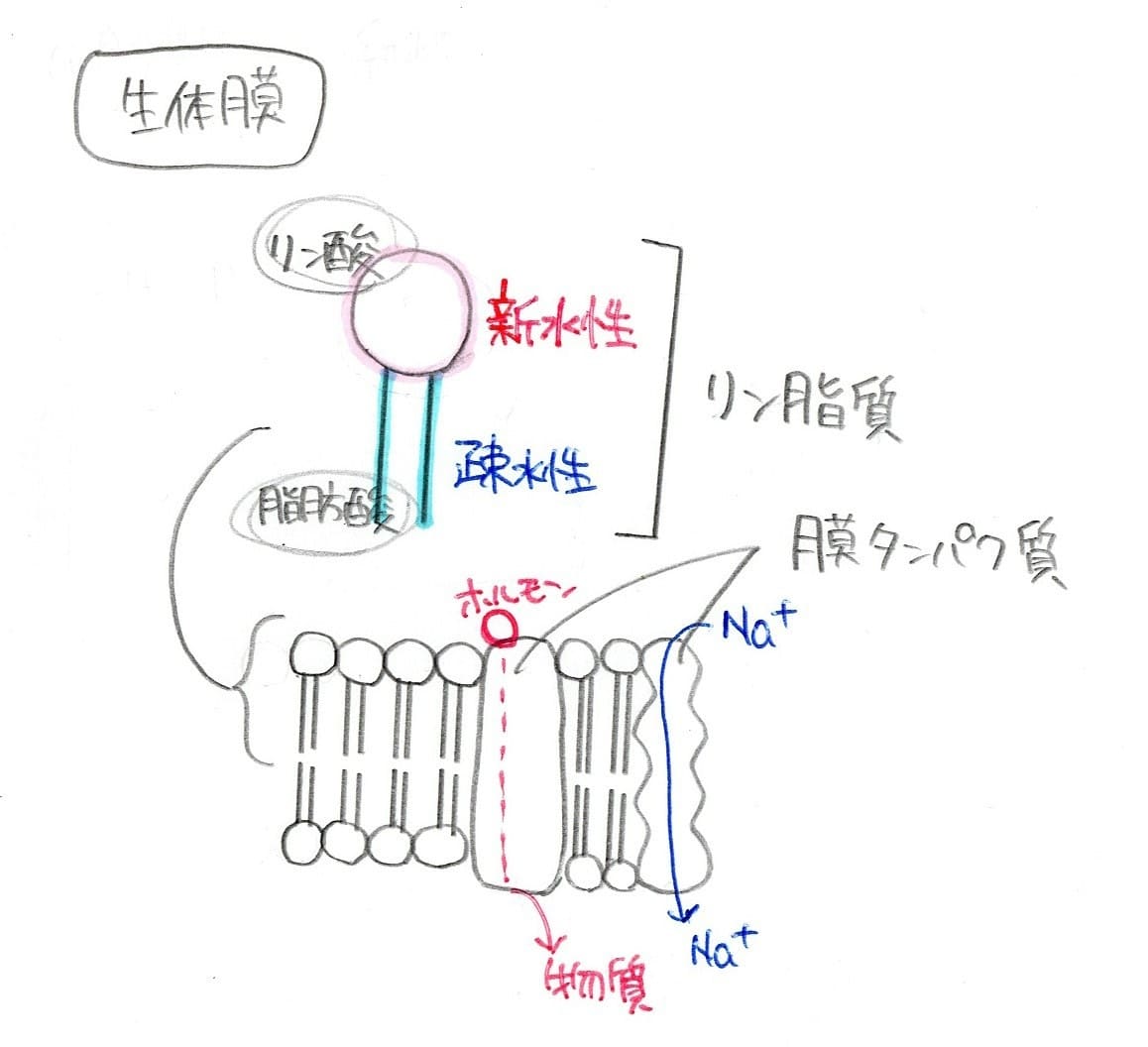 生体膜の図