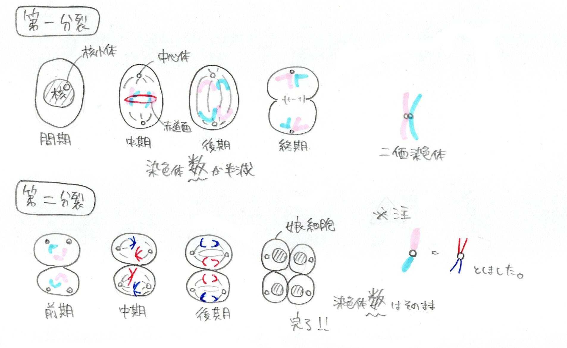 減数分裂の過程の図