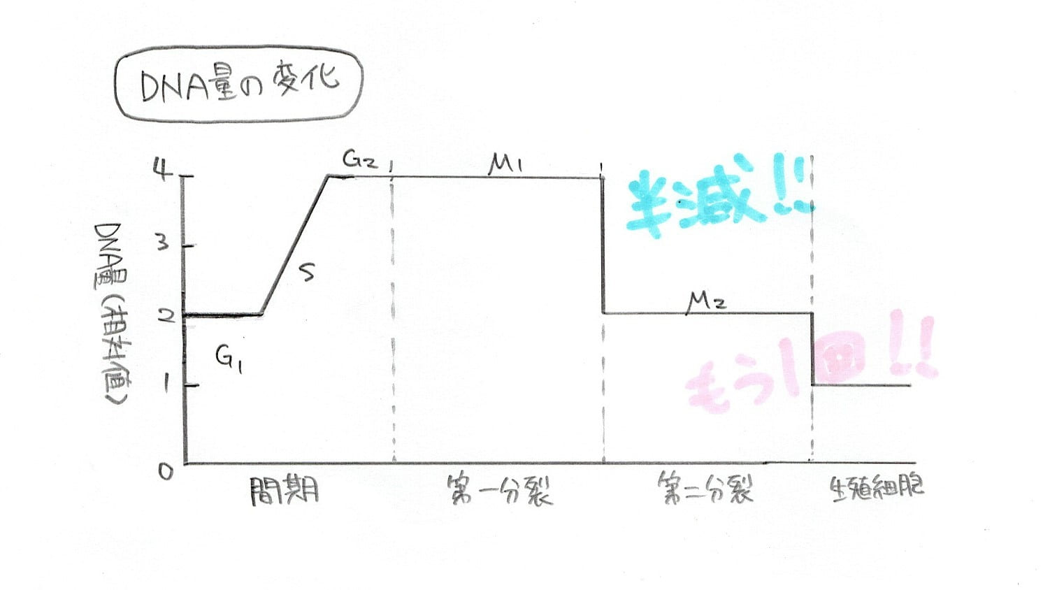 DNA量の変化の図