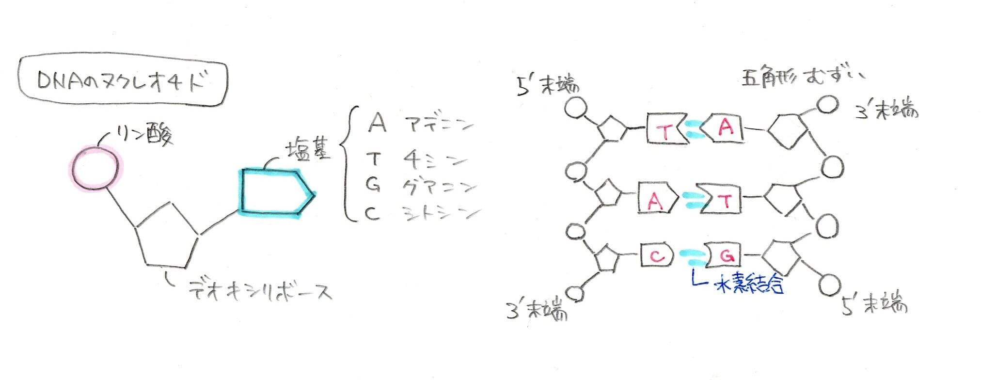 DNAの構造の図