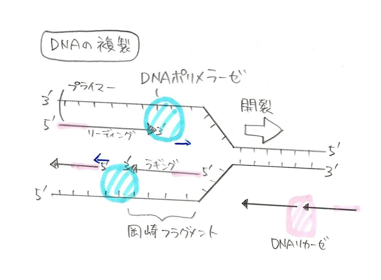 複製のしくみの図