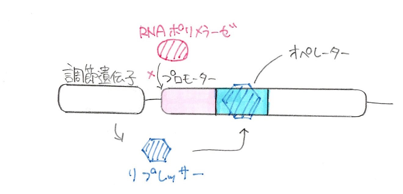 ラクトースがないときの図。リプレッサーがオペレーターに結合し、RNAポリメラーゼはプロモーターに結合できない。