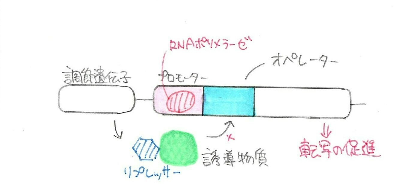 ラクトースがあるときの図。誘導物質がリプレッサーと結合することで、オペレーターに結合することを防ぐ。その結果、RNAポリメラーゼはプロモーターに結合することができる。