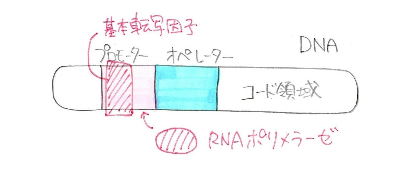 基本転写因子