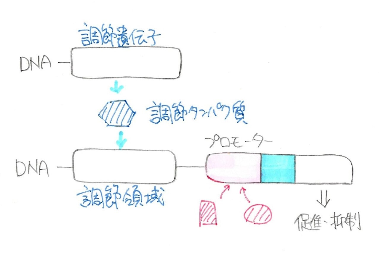転写調節領域