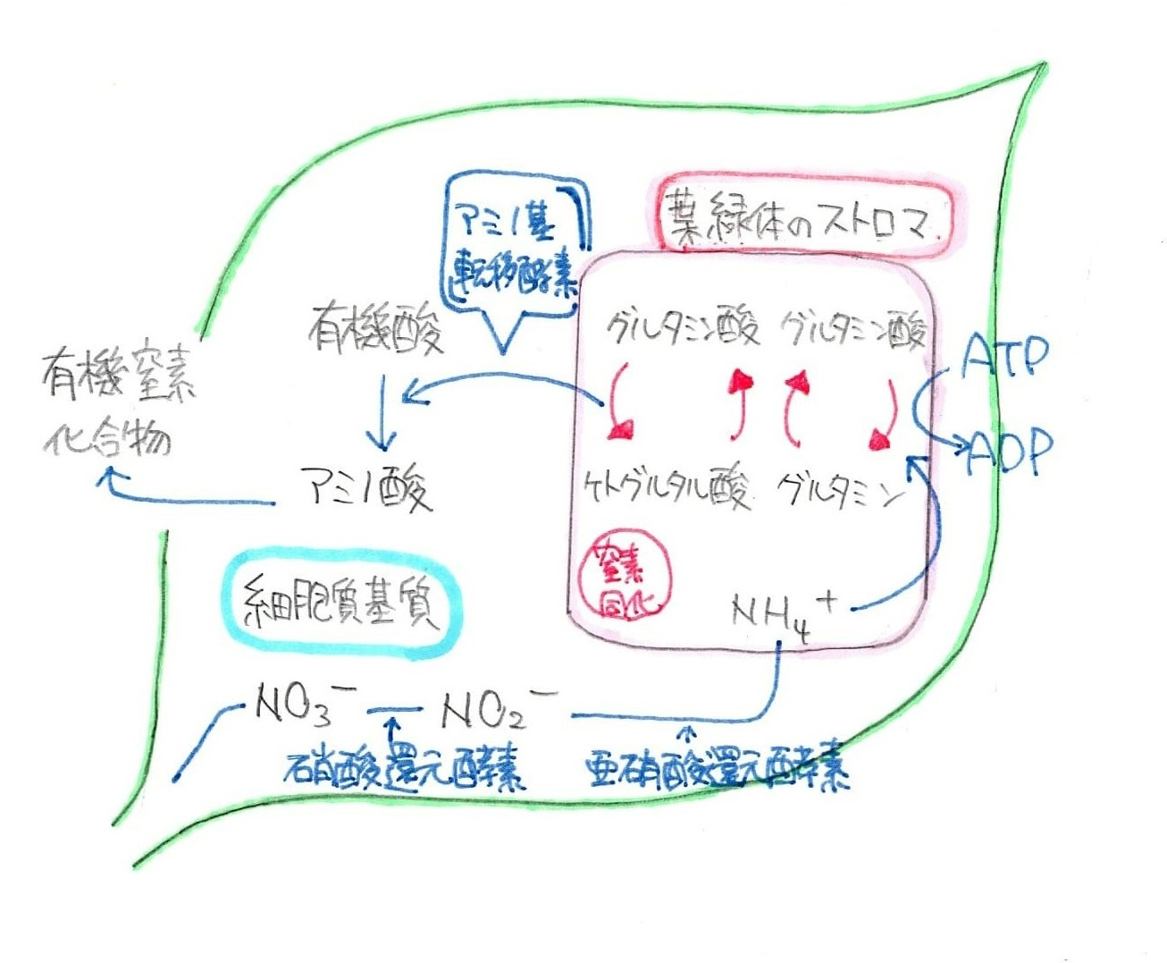 窒素同化の図