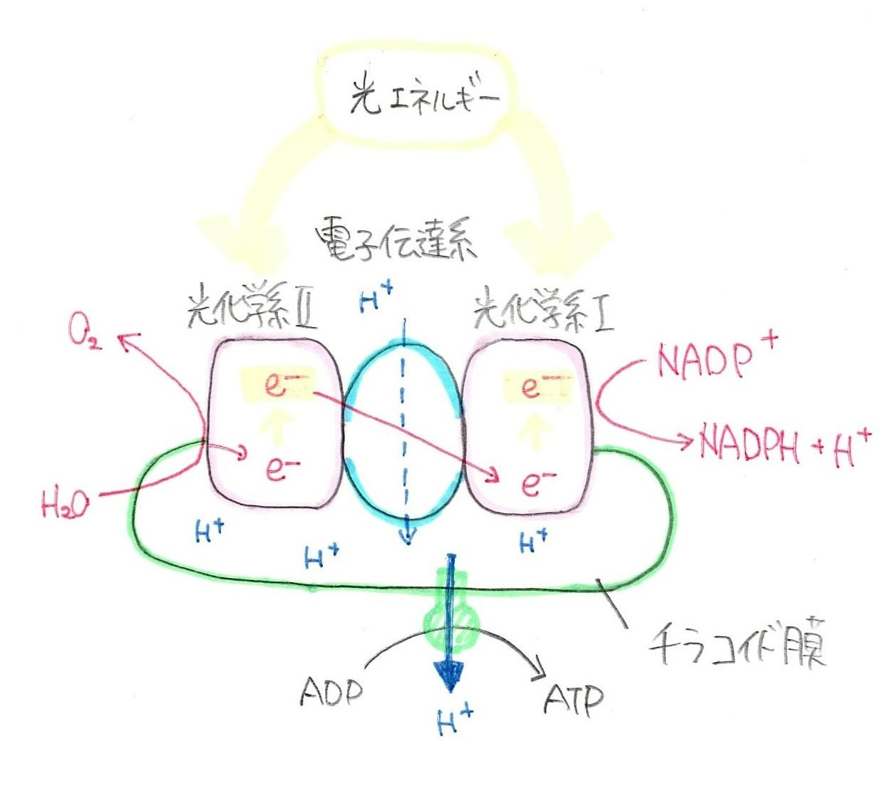 チラコイドで起こる反応
