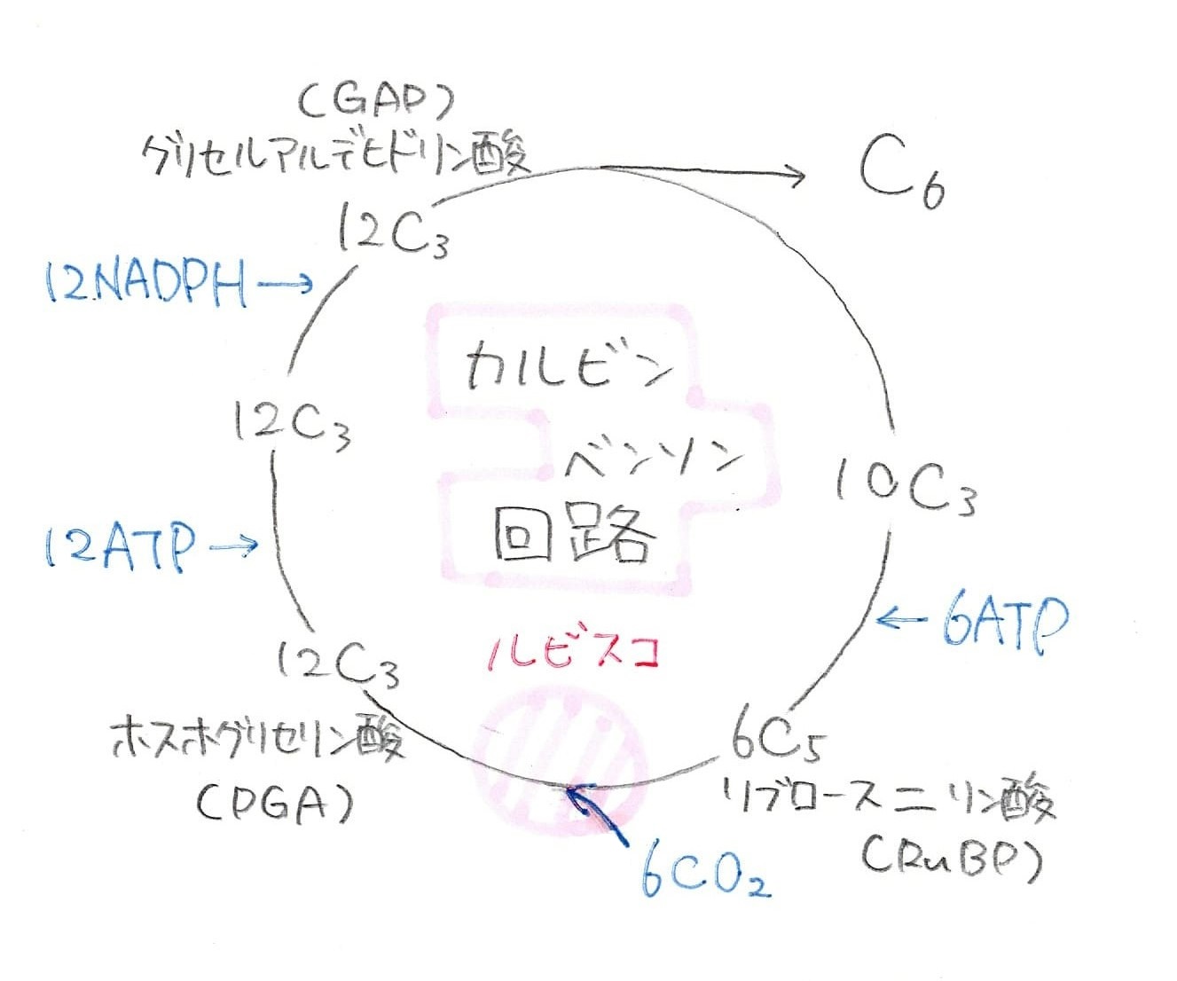 ストロマで起こる反応