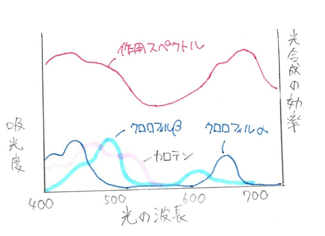 吸光度
