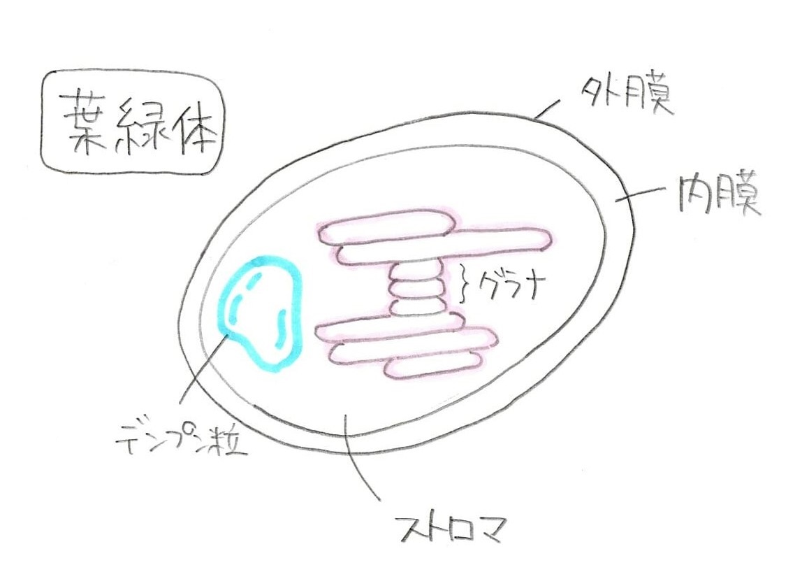 葉緑体の図