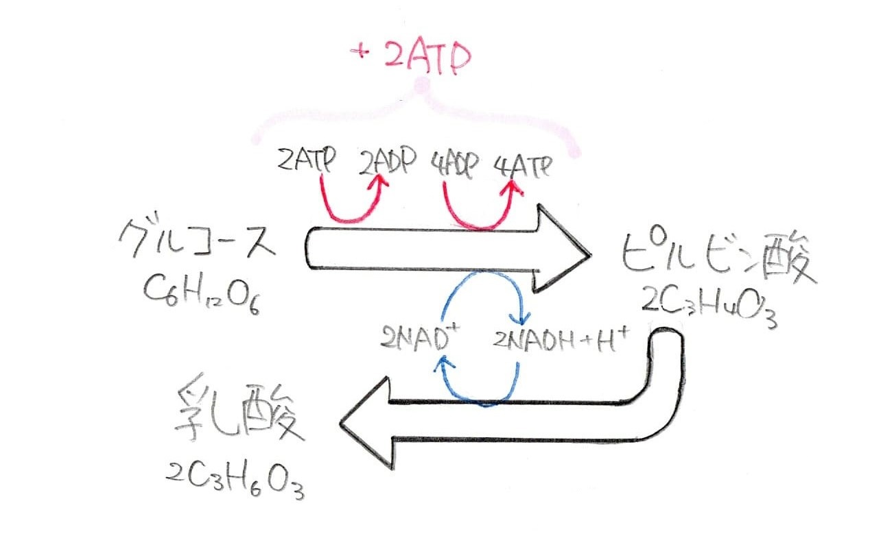 乳酸発酵の図