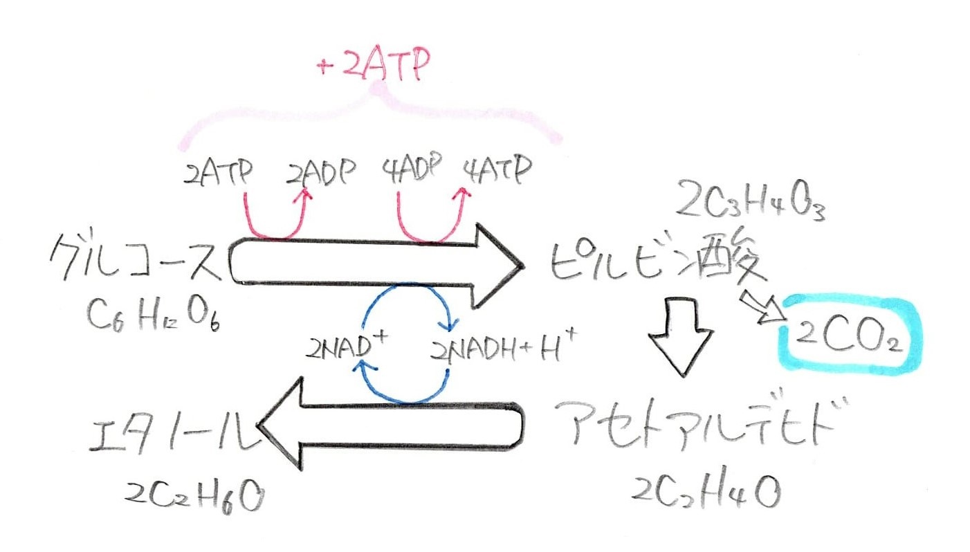 アルコール発酵の図