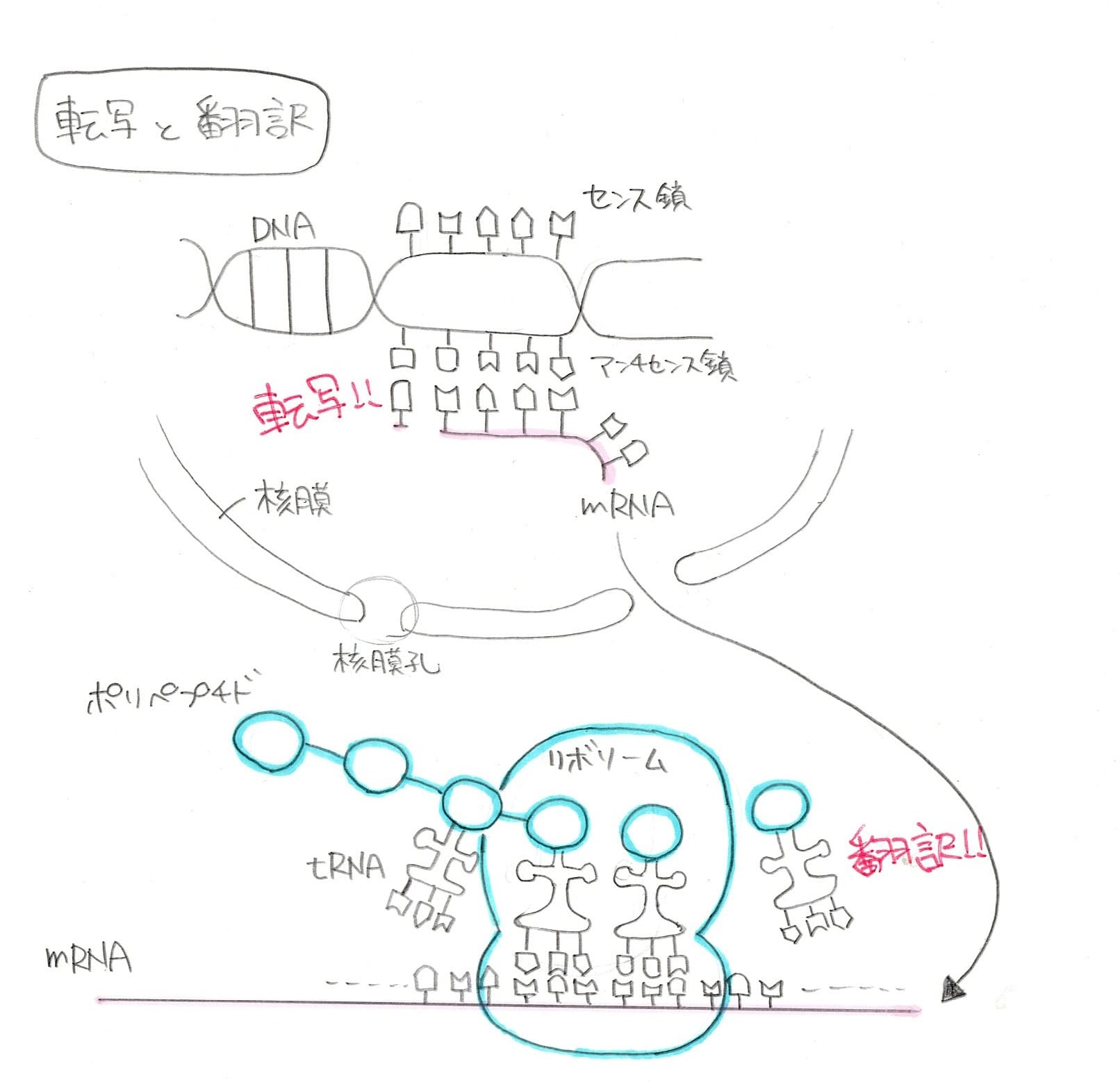 転写と翻訳の図